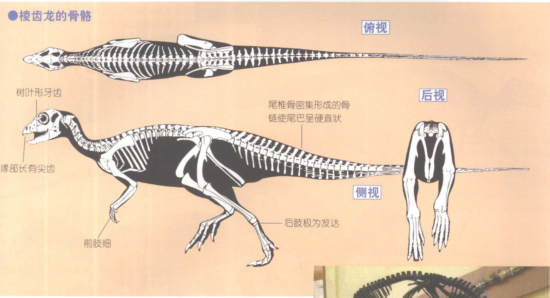 棱齒龍的骨骼