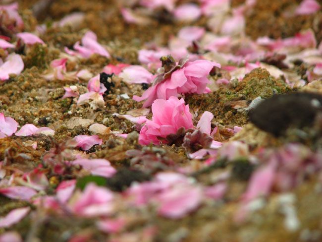 桃花落地