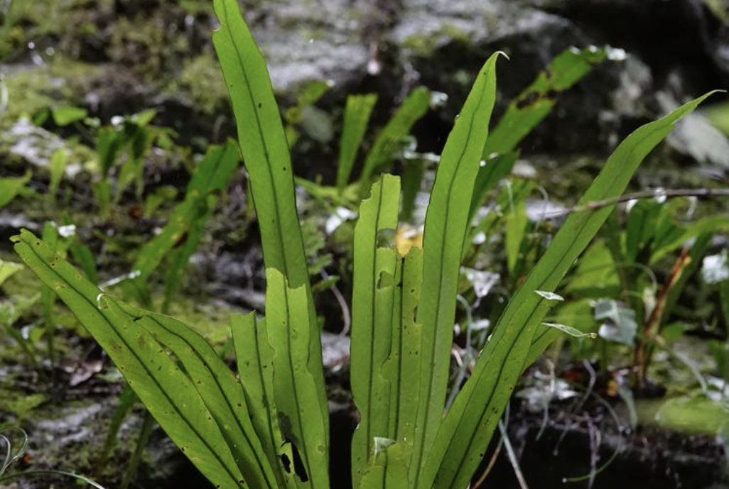 光石韋(植物)