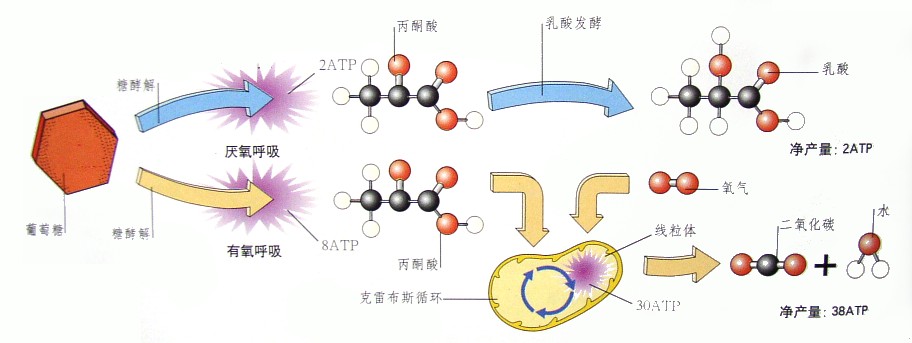 有氧呼吸