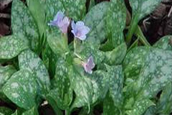 Pulmonaria \x27Spilled Milk\x27