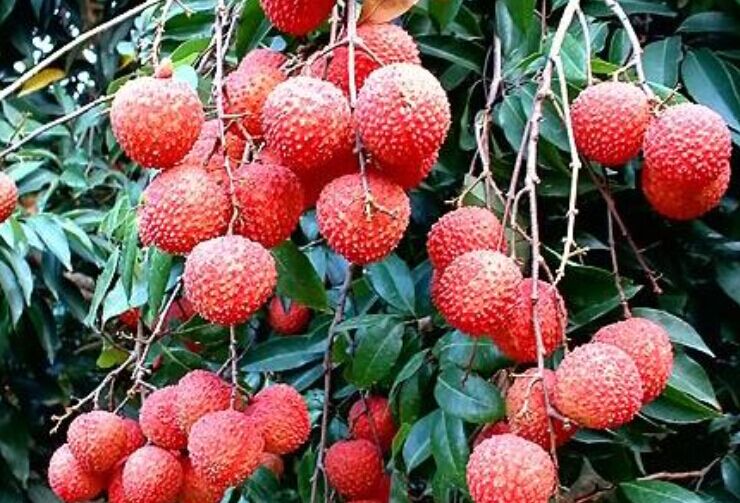 荔枝(水果類植物)