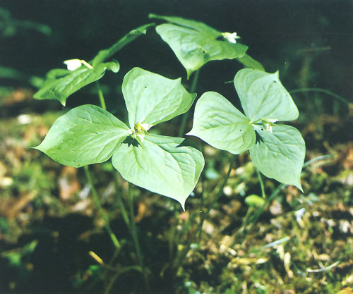 神農架延齡草