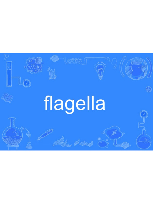 flagella