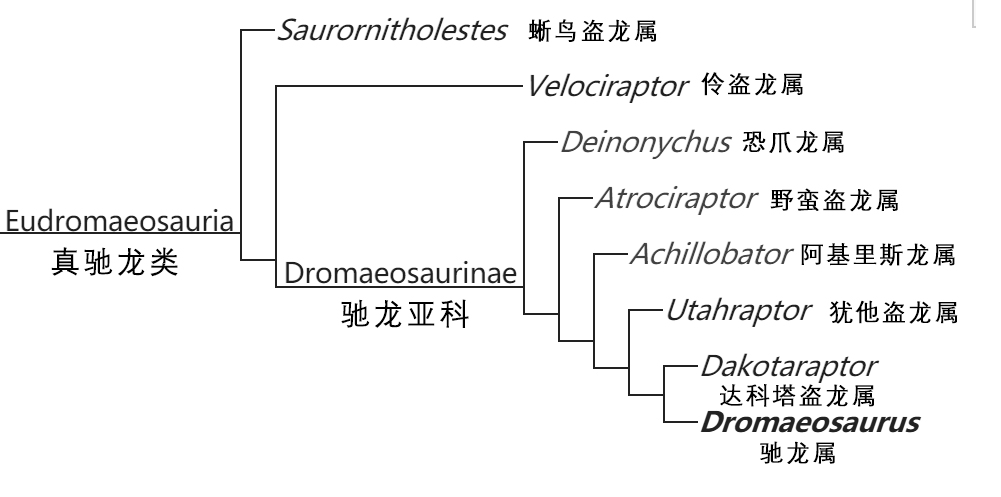 馳龍在真馳龍類里的位置，引自參考文獻[3]