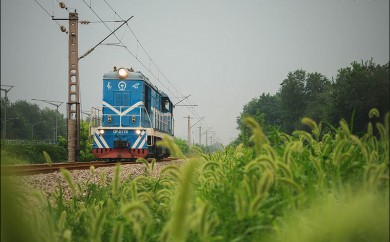 東北環小調機輕盈掠過狗尾草叢