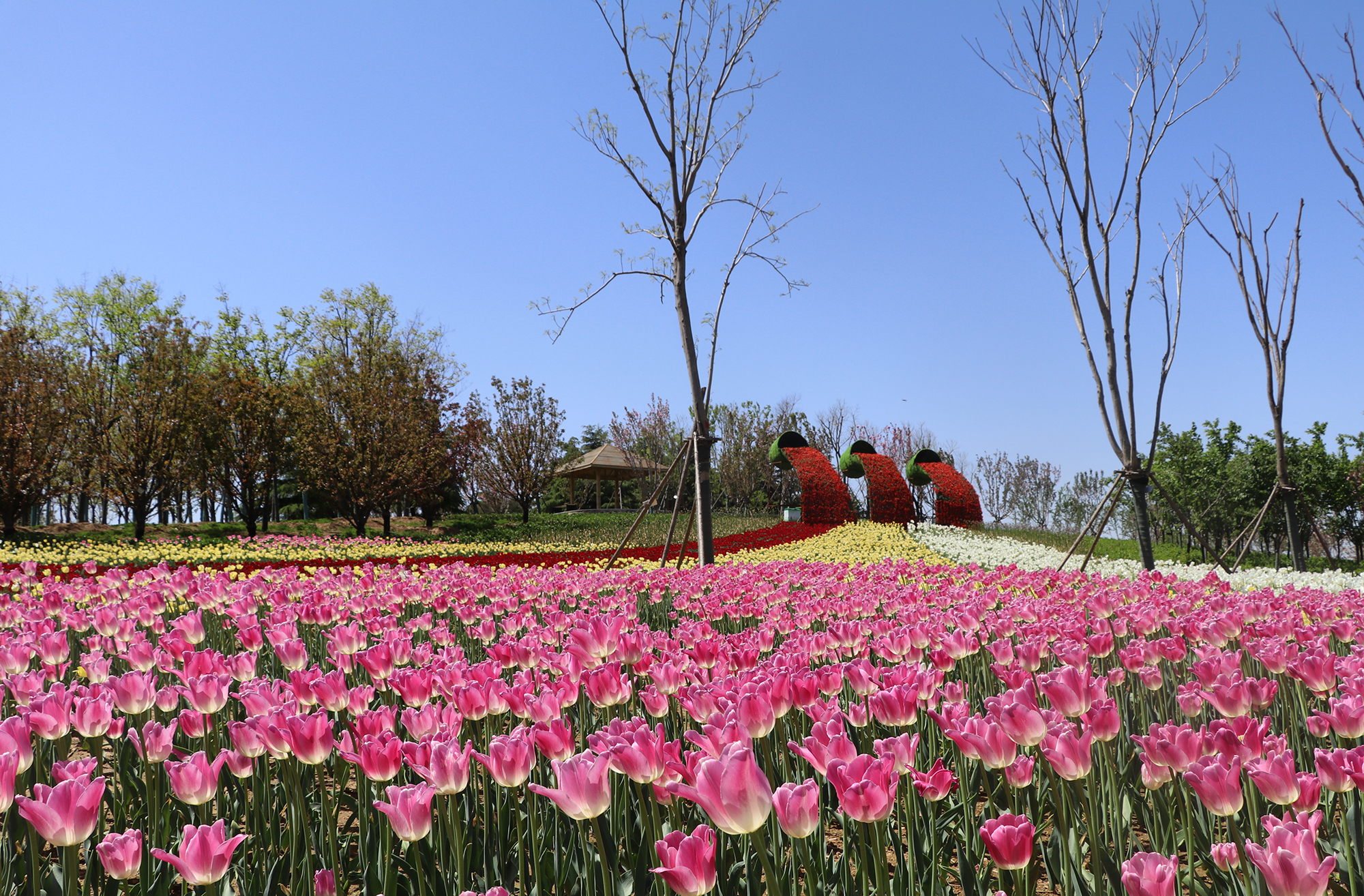 鬱金香花展