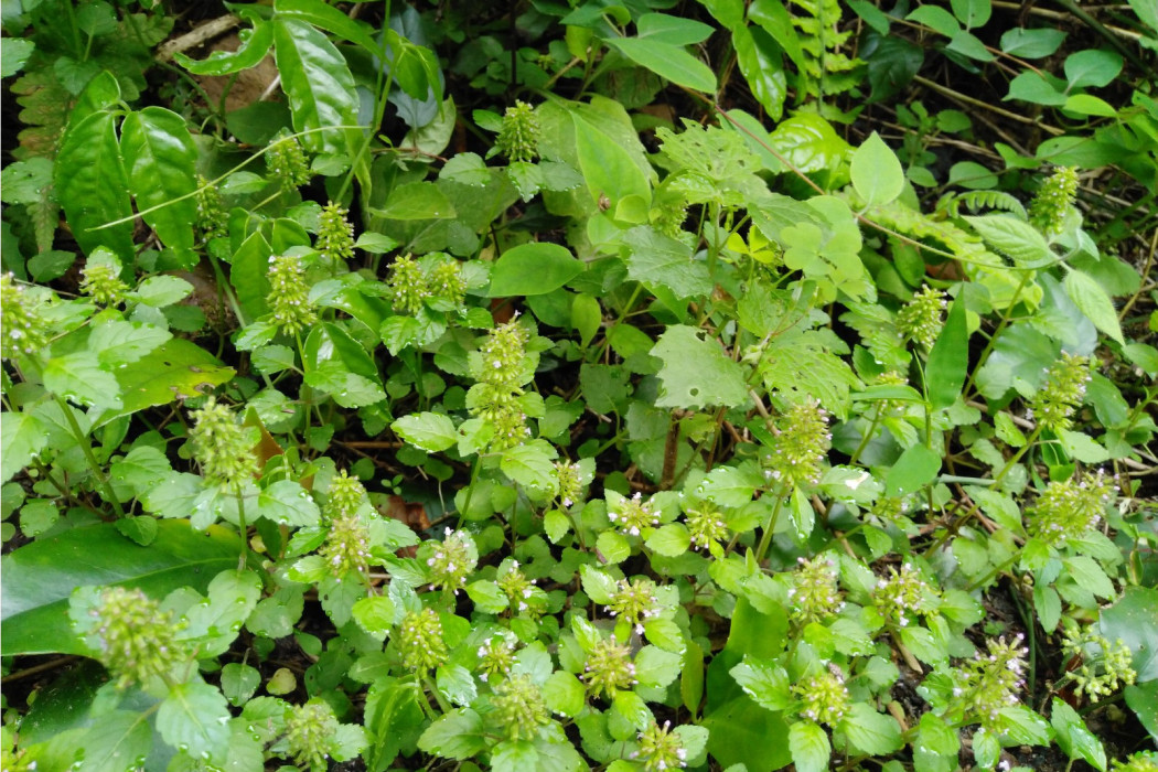 花花王根草