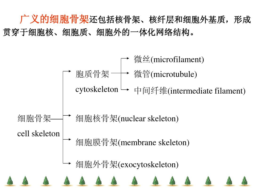 細胞骨架