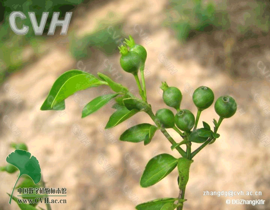 雞爪簕屬植物：雞爪簕