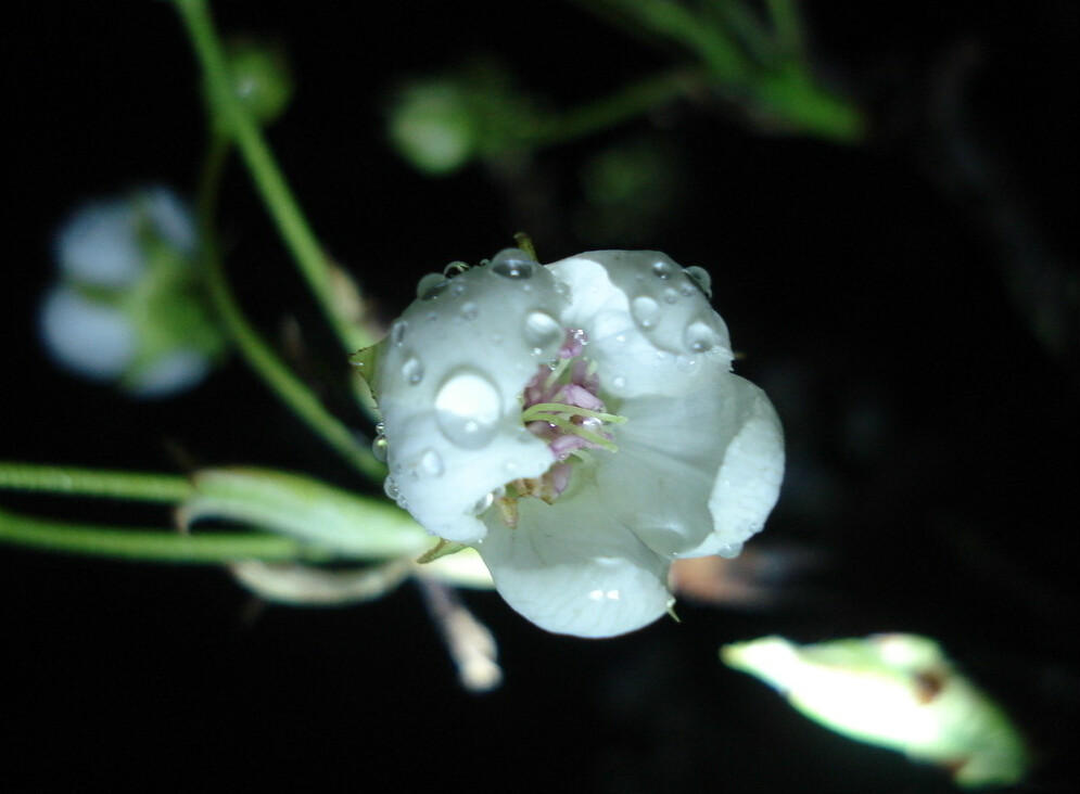 團城安梨