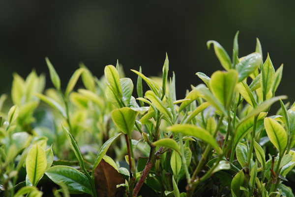 雲龍茶