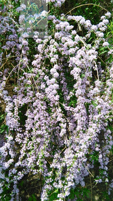 互葉醉魚草(紫蘭（草本植物白芨別名）)