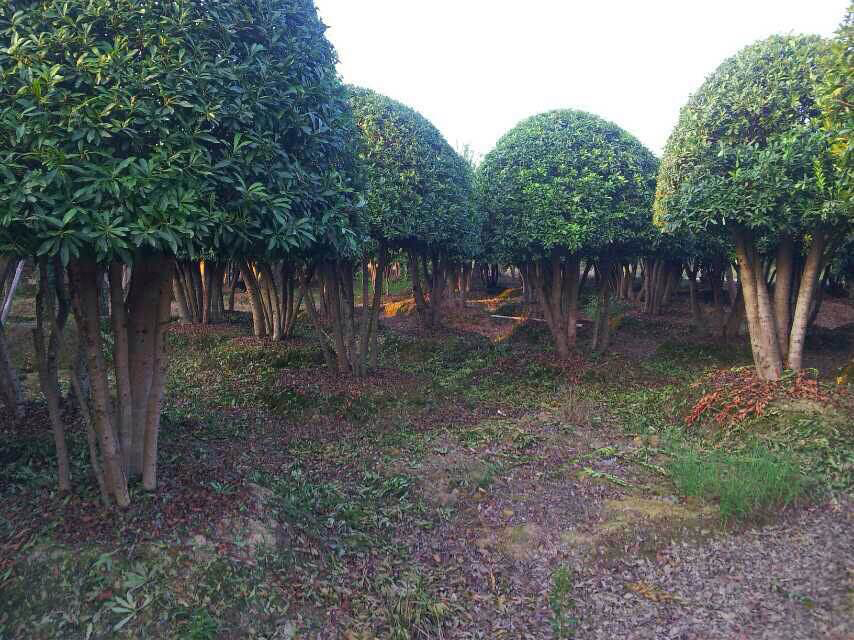 楊梅樹村(雲南省楚雄楚雄市樹苴鄉營盤山村委會下轄村)