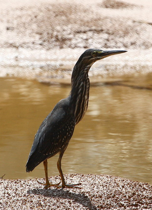 藍葦鳽