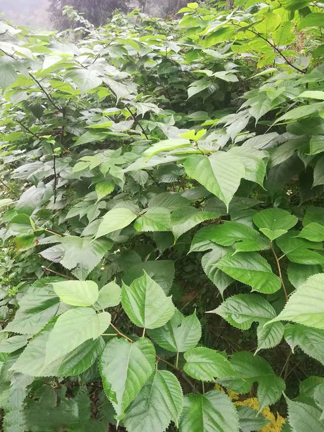 構(桑科構屬植物)