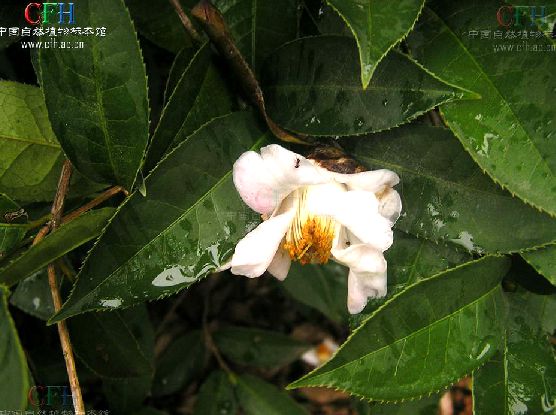 防城金花茶海南個體