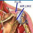 岡上肌肌腱炎