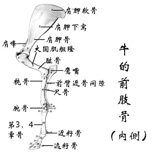 牛的前肢骨