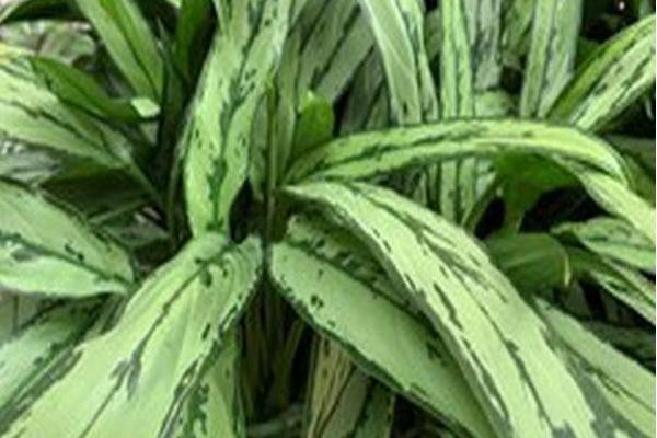 Aglaonema \x27Cutlass\x27