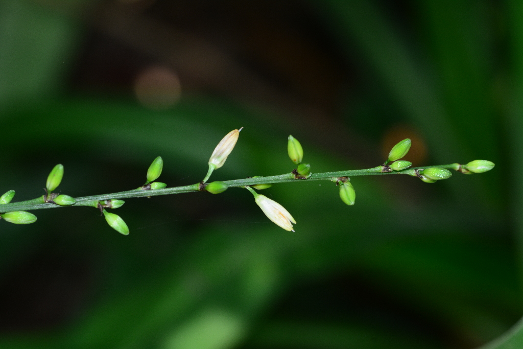 鷺鷥草