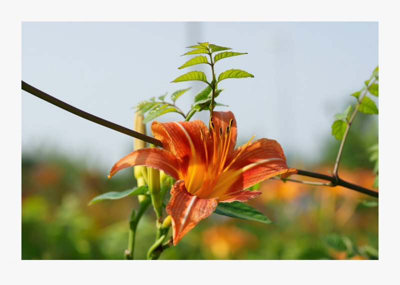 紅花菜