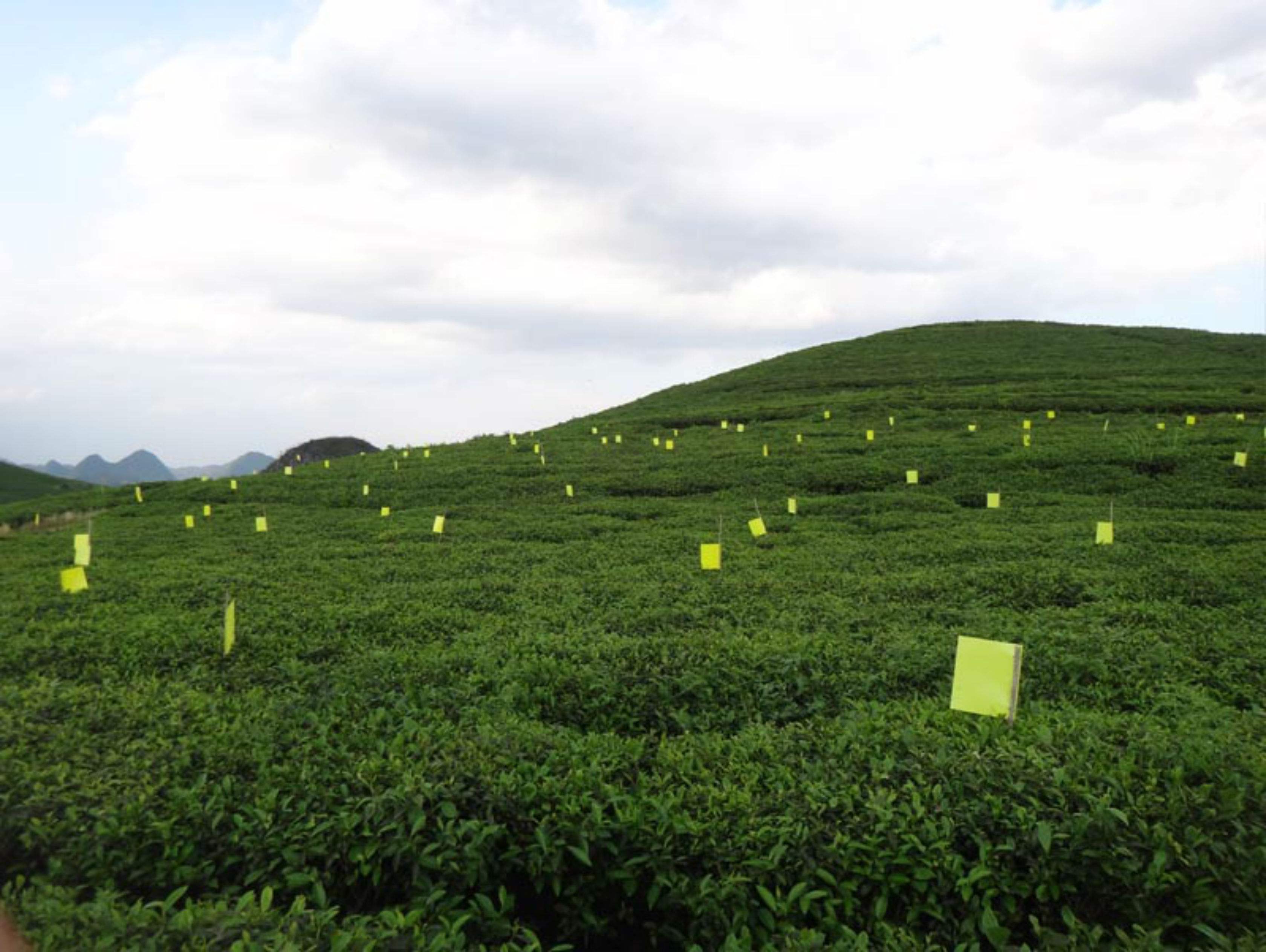 聖水綠茶