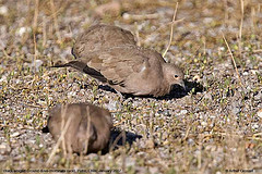 黑翅地鳩