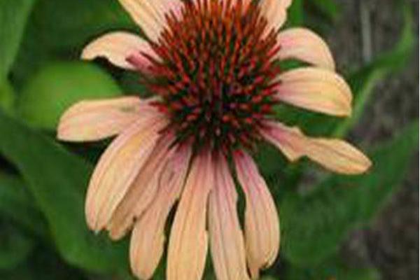 Echinacea \x27Evan Saul\x27 BIG SKY SUNDOWN