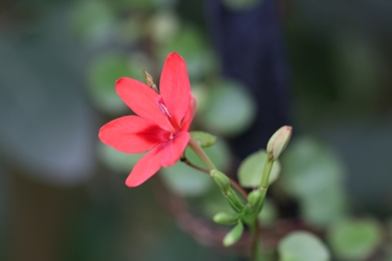 Dierama pendulum