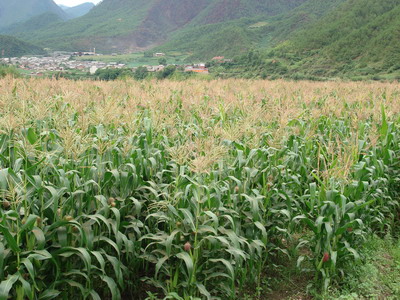 煉登村玉米種植業