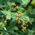 雞樹條(天目瓊花（茜草目忍冬科植物）)