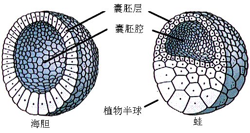 三胚層動物