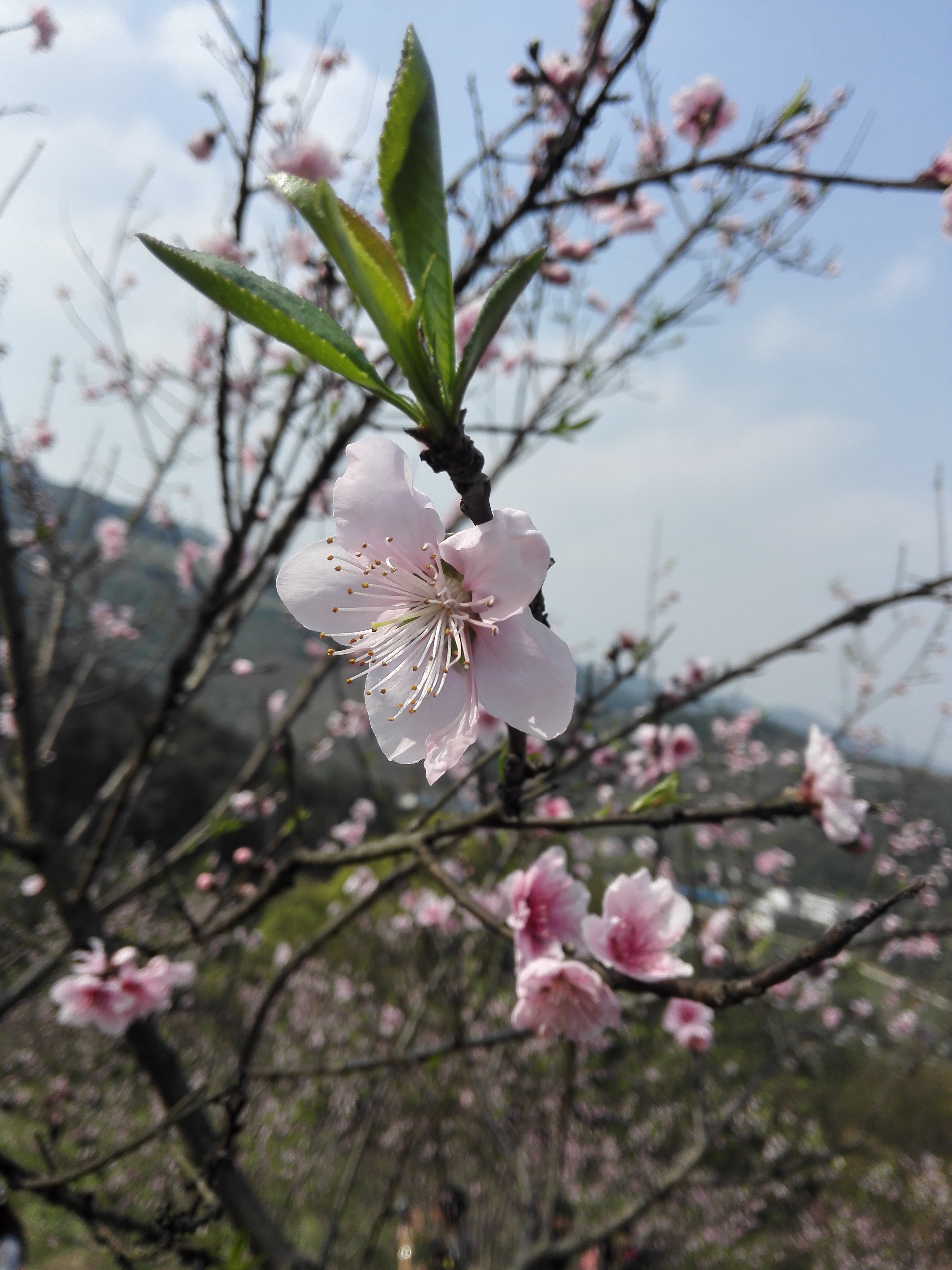 虎峰山桃花節