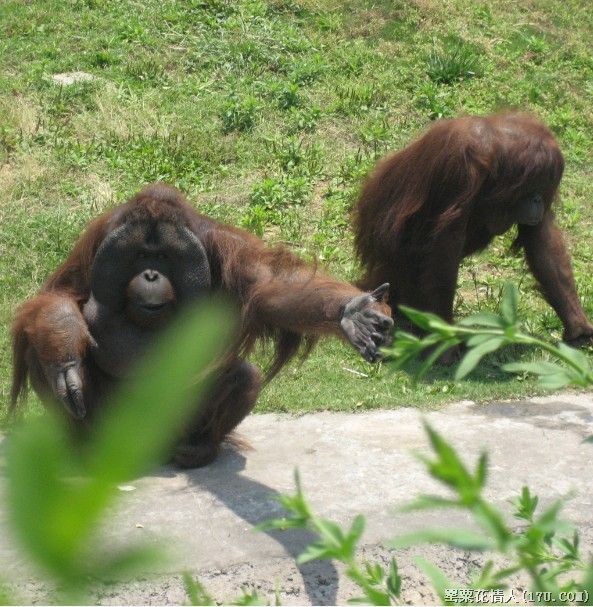 杭州野生動物園