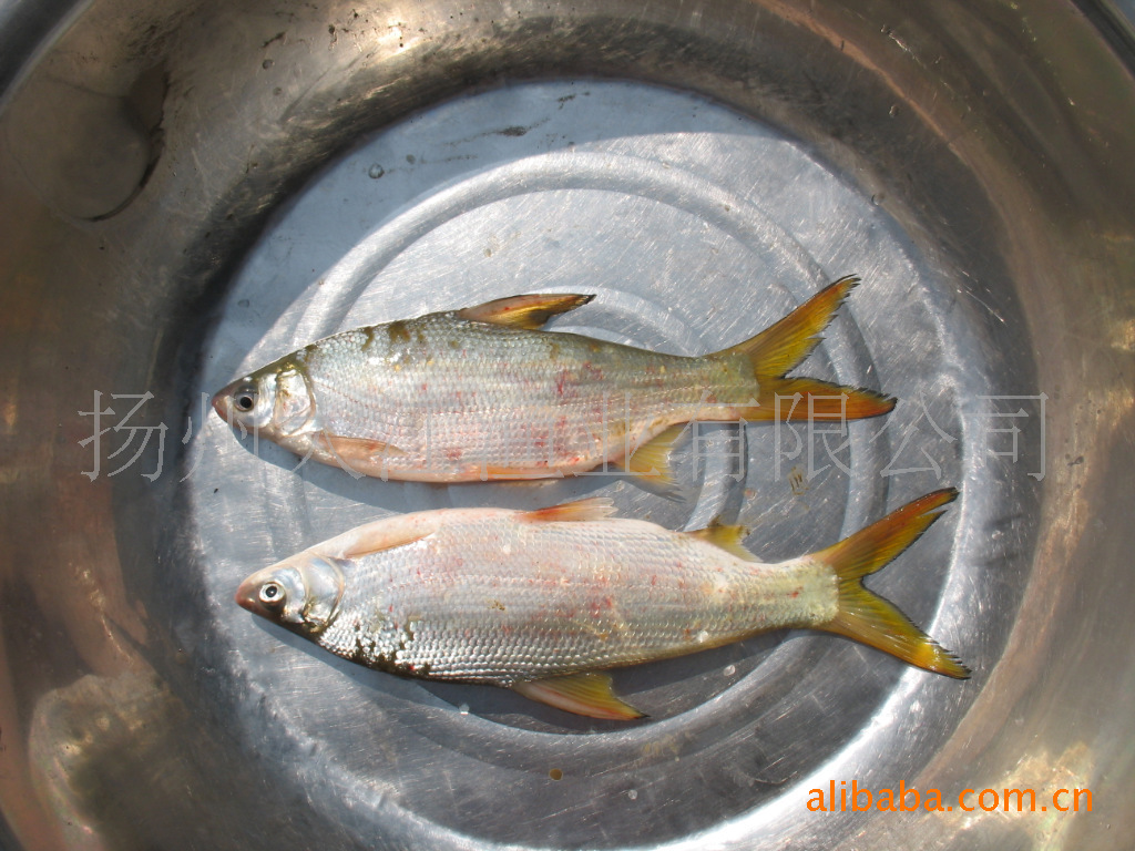 鯝魚(黃尾魚)