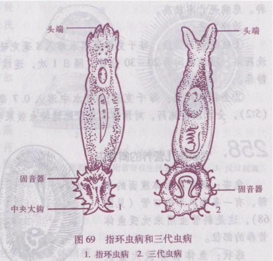 秉偽指環蟲