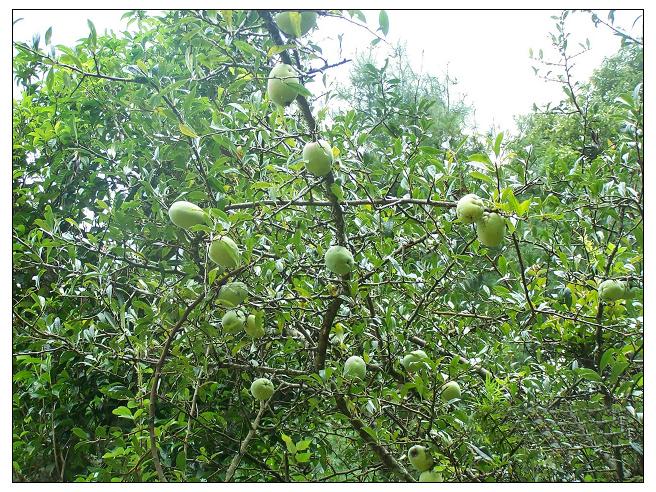 核果坡自然村水果種植業