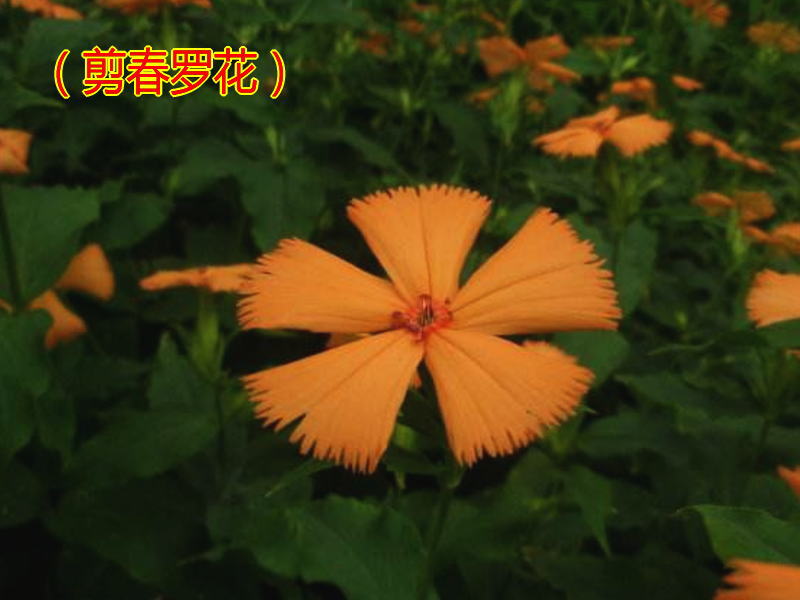 剪春羅花