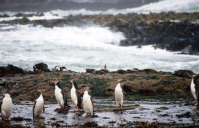 Yellow-eyed penguins, Curio Bay