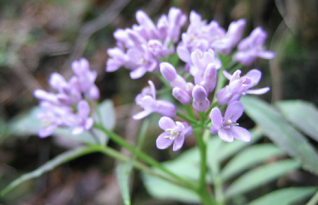 紫花碎米薺