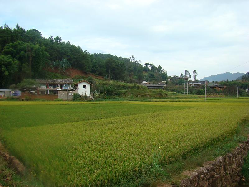 田頭自然村(雲南昭通彝良縣龍海鄉鎮河行政村田頭自然村)