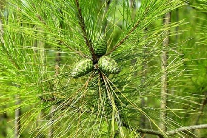 馬尾松無性系山羊8區H62號