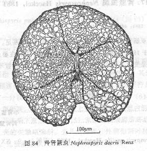 羚腎籃蟲