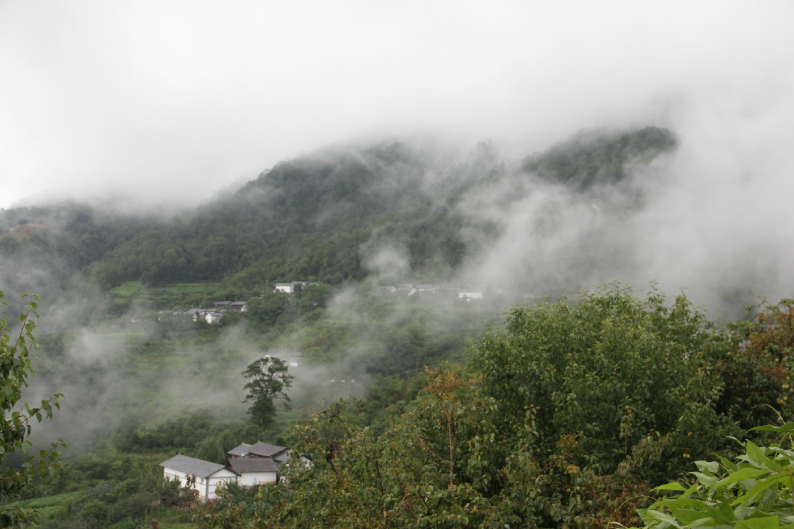 雲霧繚繞的黃草嶺