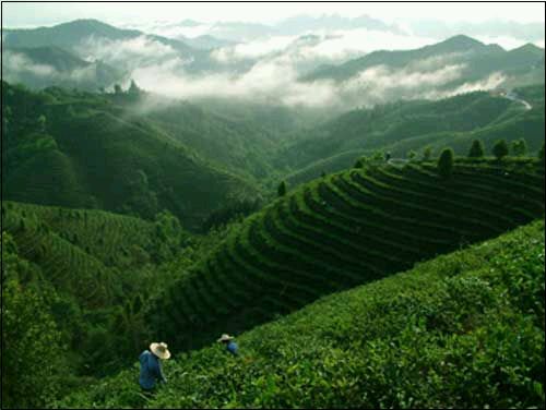 茶山島