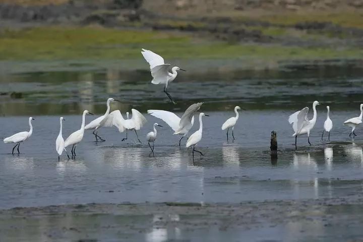 鷺鳥湖