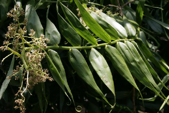 須葉藤(須葉藤科須葉藤屬植物)