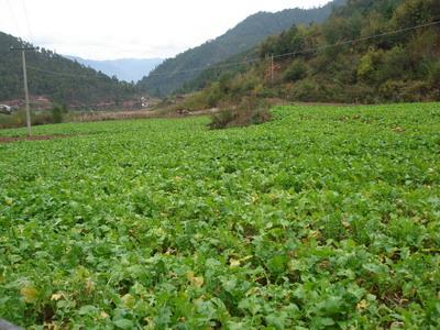 下柳坪村蔬菜種植