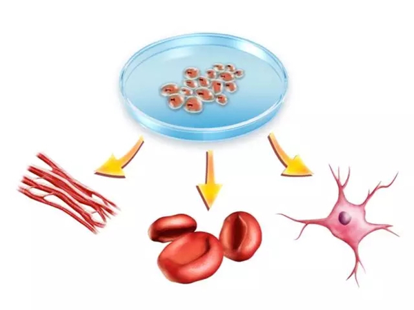 誘導性多功能幹細胞(Induced Pluripotent Stem Cells)